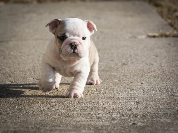 Puppy uitgevoerd — Stockfoto