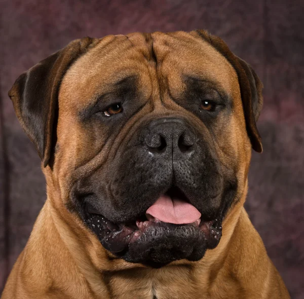 Portrait de bullmastiff — Photo