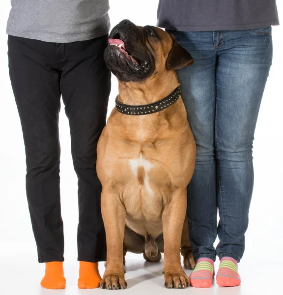 Bullmastiff and his owners — Stock Photo, Image
