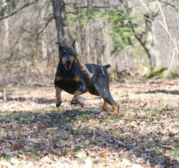 Doberman persiguiendo un palo — Foto de Stock