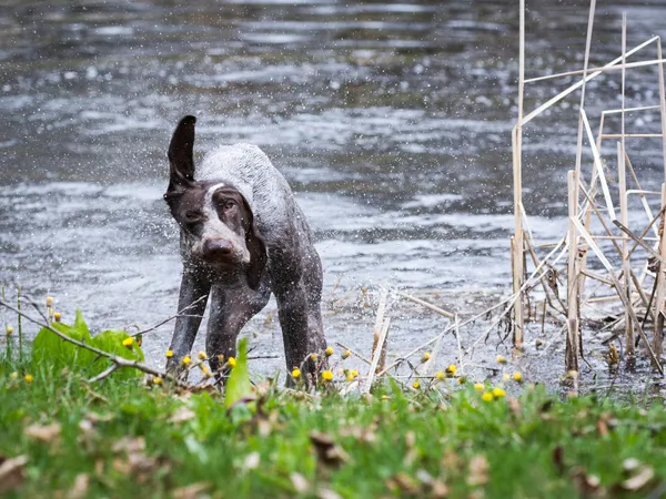 Köpek skaking sonra yüzmek — Stok fotoğraf