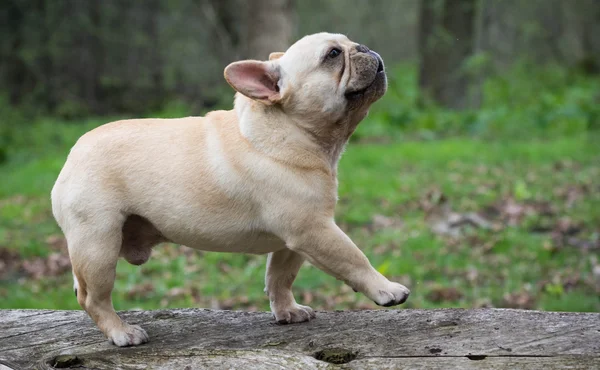 Franse bulldog buiten — Stockfoto