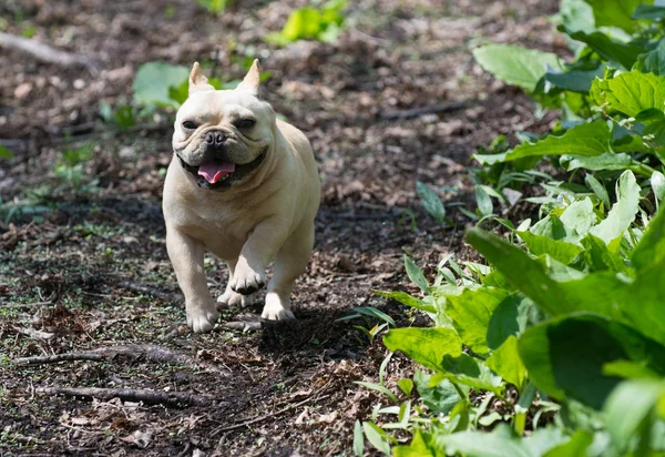 Fransk bulldog kör — Stockfoto