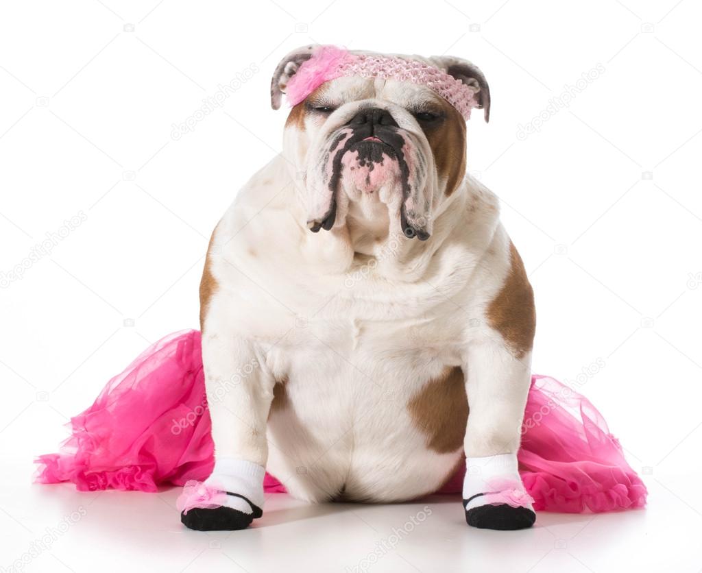 bulldog ballerina