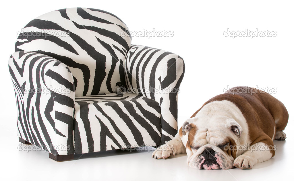 dog sleeping beside chair