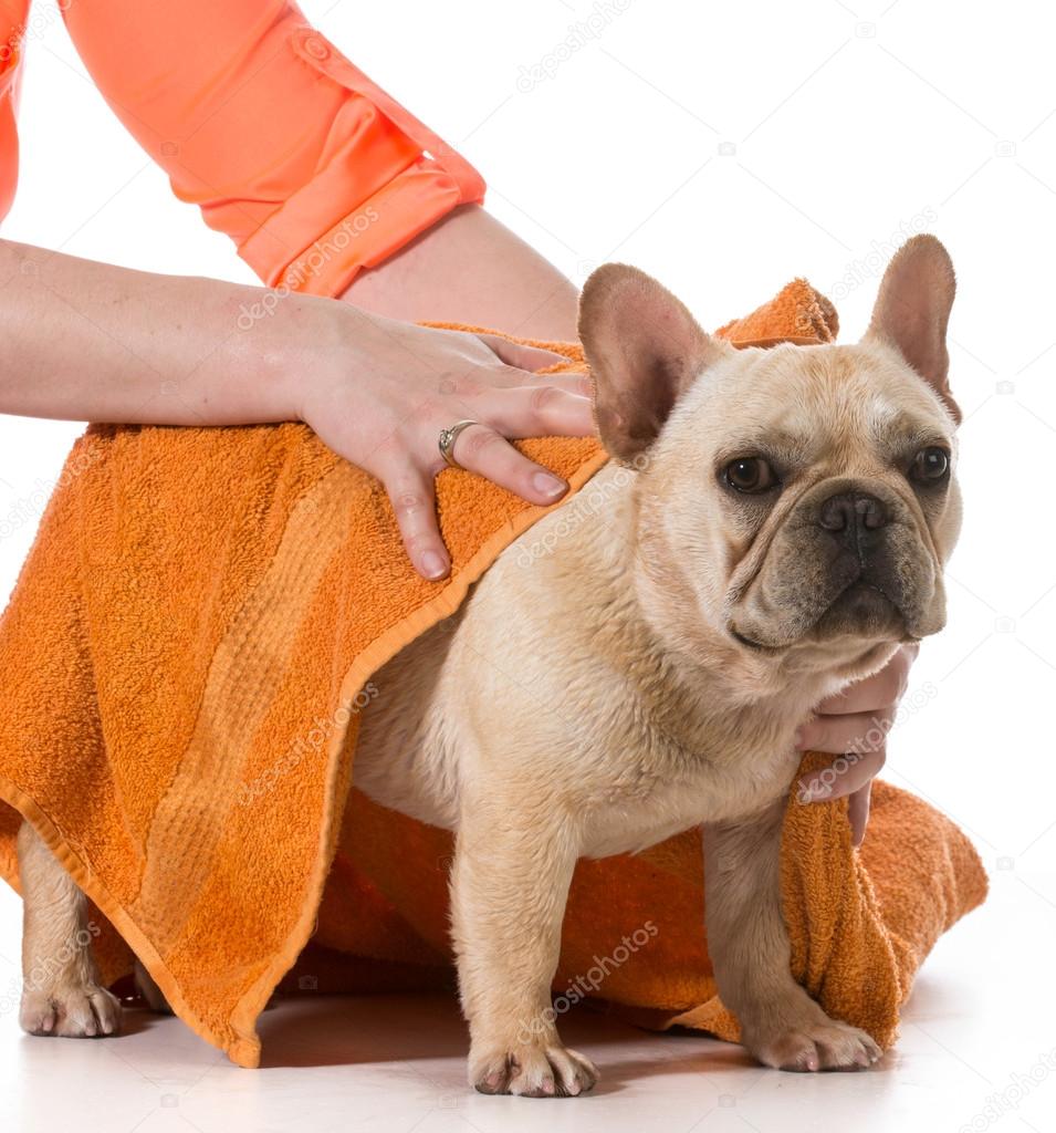 犬の毛づくろい ストック写真 C Willeecole 犬の毛づくろい ストック写真 C Willeecole
