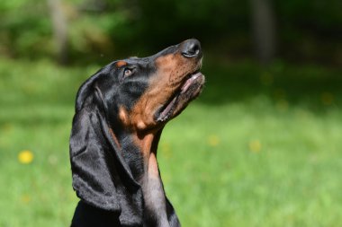 Coonhound portre