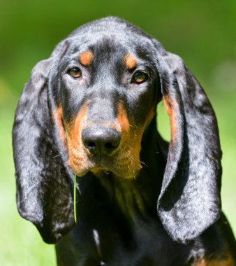 Coonhound portre