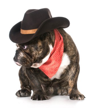 ülke köpek