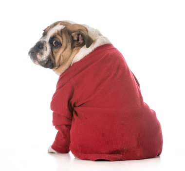 tetikte köpek