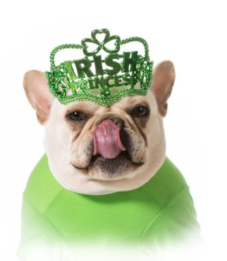 St patricks günü köpek