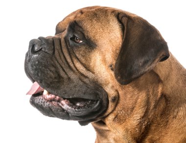 bullmastiff portre