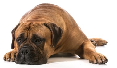 Bullmastiff