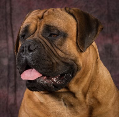 bullmastiff portre