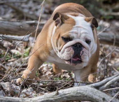 Dışarıda oynayan köpek