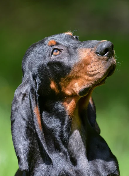 Coonhound portret — Stockfoto