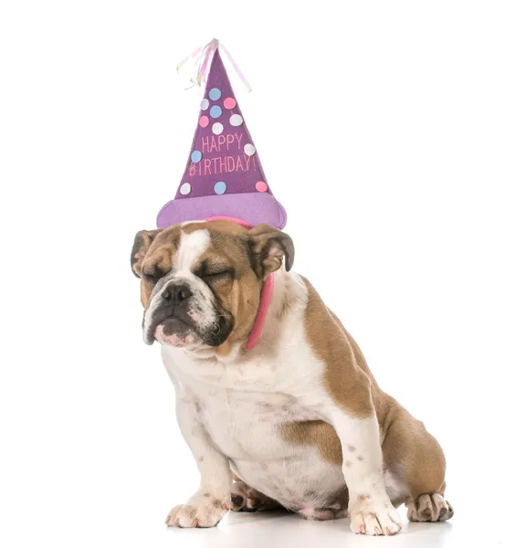 Birthday dog — Stock Photo, Image