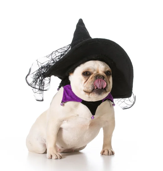 Perro vestido como una bruja —  Fotos de Stock