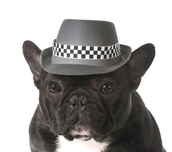 Dog wearing fedora — Stock Photo, Image
