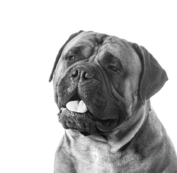 Bulldoggen-Porträt — Stockfoto