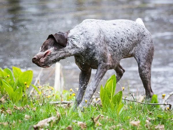 Köpek skaking sonra yüzmek — Stok fotoğraf