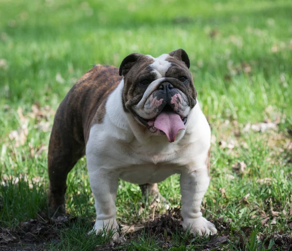 Engelse Bulldog — Stockfoto