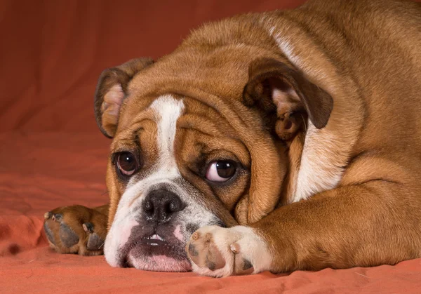 English bulldog puppy — Stock Photo, Image