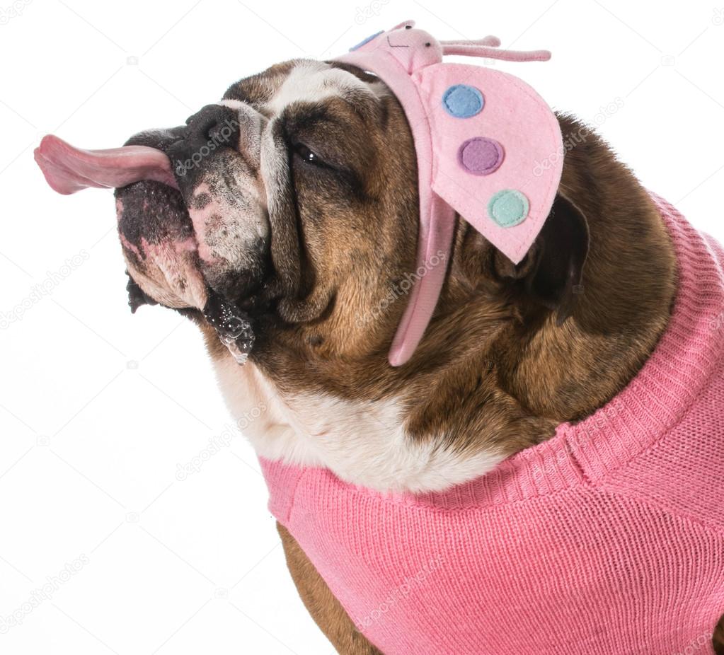 Dumme Hunde — Stockfoto © willeecole 47791971