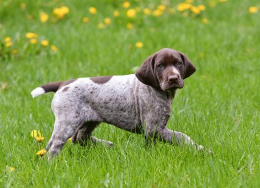 Dışarıdaki köpek yavrusu
