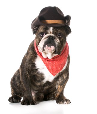 ülke köpek
