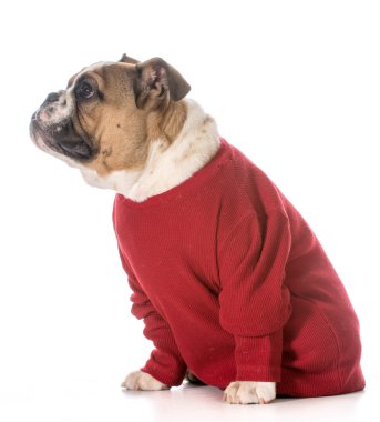 İngilizce bulldog yavrusu