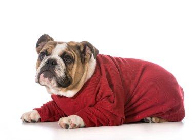 Bulldog yavrusu