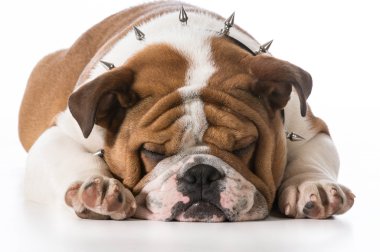 Şirin köpek.