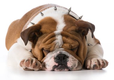 İngilizce bulldog yavrusu