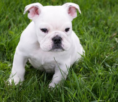 İngilizce Bulldog