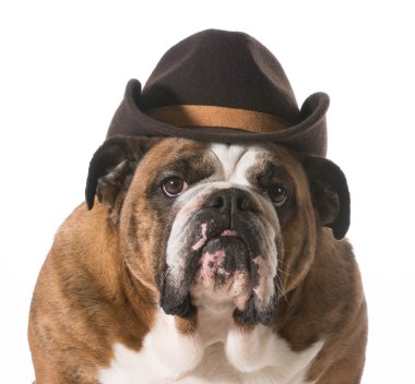 ülke köpek