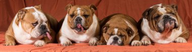 dört köpek