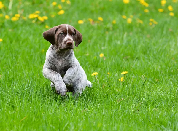 Puppy playing outside — Stock Photo, Image