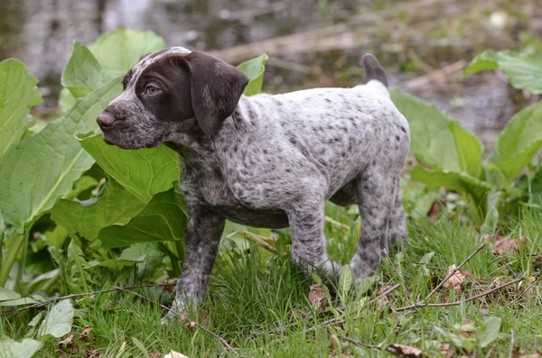 Alemán corto puntero cachorro — Foto de Stock