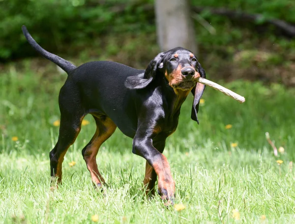 Dog playing fetch — Stock Photo, Image