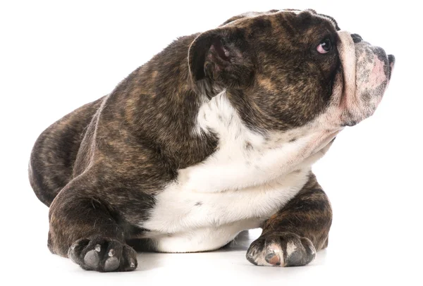 Bulldog inglese — Foto Stock