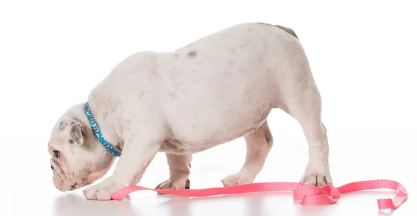 Cachorrinho bonito — Fotografia de Stock