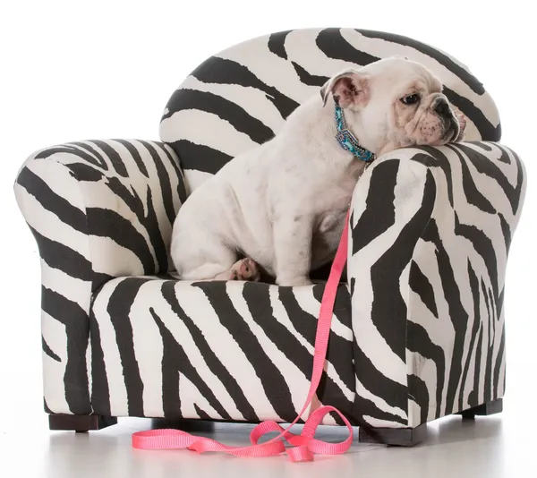 Puppy sitting in chair — Stock Photo, Image