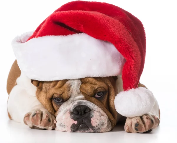 Pai Natal cão — Fotografia de Stock