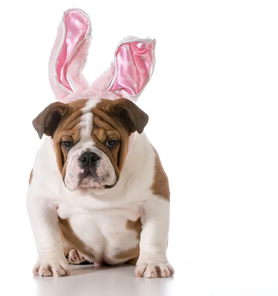 Perro de Pascua —  Fotos de Stock