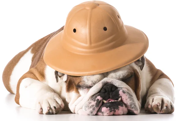 Pes nosí klobouk safari — Stock fotografie