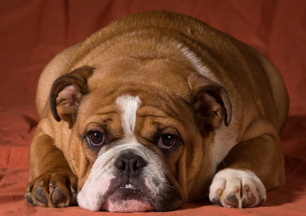 Englische Bulldogge — Stockfoto