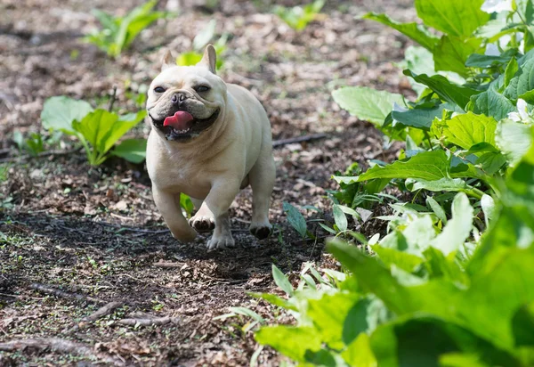 Bulldog francês correndo — Fotografia de Stock