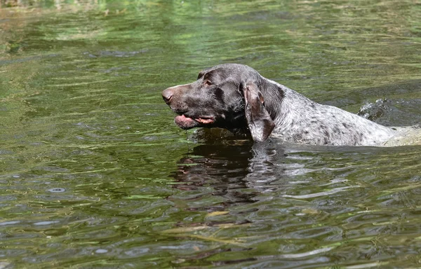 Hond zwemmen — Stockfoto