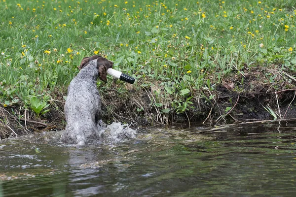 Hundträning — Stockfoto